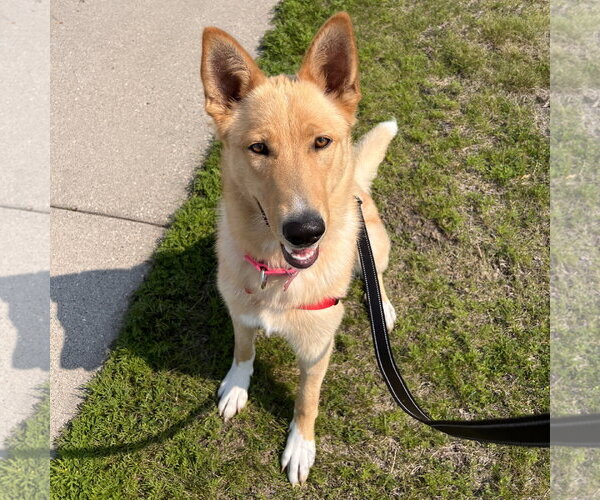 Medium Photo #11 Mutt Puppy For Sale in Fargo, ND, USA