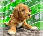 Small Photo #4 Goldendoodle Puppy For Sale in TOLEDO, OH, USA