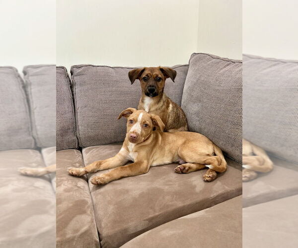 Medium Photo #4 Labrador Retriever-Unknown Mix Puppy For Sale in Brewster, NY, USA