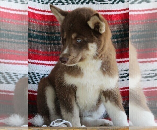 Medium Photo #4 Siberian Husky Puppy For Sale in FREDERICKSBURG, OH, USA