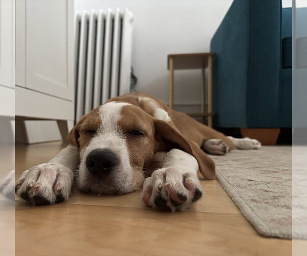 Medium Photo #2 Mutt Puppy For Sale in Brooklyn, NY, USA