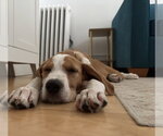 Small #1 Mutt