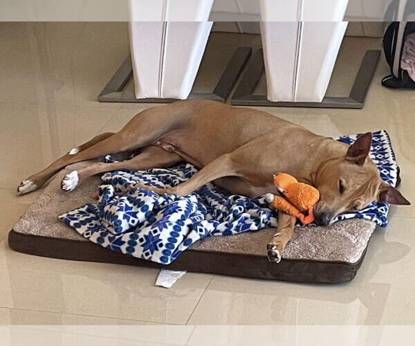 Medium Photo #2 Basenji-Unknown Mix Puppy For Sale in Miami, FL, USA