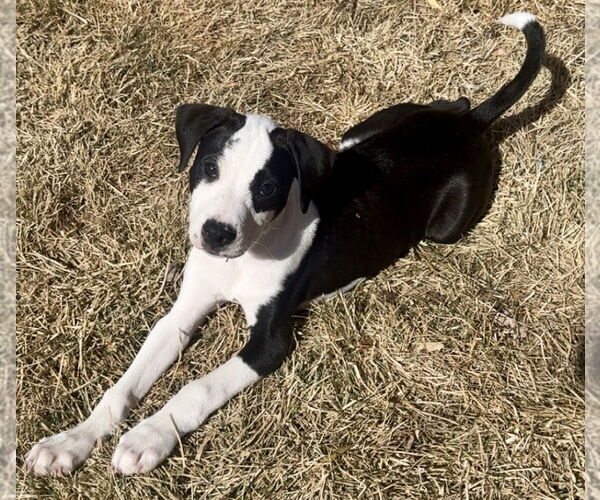 Medium Photo #11 American Staffordshire Terrier-Unknown Mix Puppy For Sale in Lakewood, CO, USA