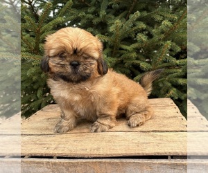 Shih Tzu Puppy for sale in MIDDLEBURY, IN, USA