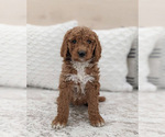 Small Photo #5 Goldendoodle Puppy For Sale in NORTH LAWRENCE, OH, USA