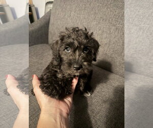 Mutt Dogs for adoption in Wheaton, IL, USA