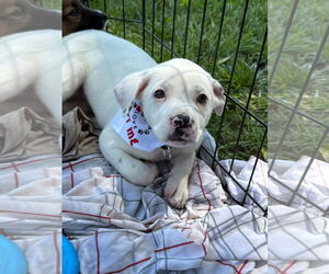 Mutt Dogs for adoption in Stephens City, VA, USA