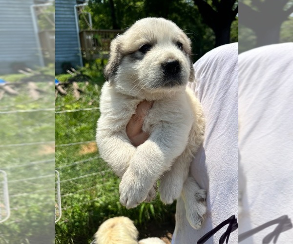 Medium Photo #1 Great Pyrenees Puppy For Sale in DILLWYN, VA, USA