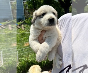 Great Pyrenees Puppy for sale in DILLWYN, VA, USA