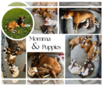 Small Photo #1 Boxer Puppy For Sale in ALBUQUERQUE, NM, USA