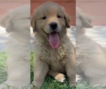 Image preview for Ad Listing. Nickname: Bella