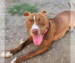 American Pit Bull Terrier Dogs for adoption in Sacramento, CA, USA