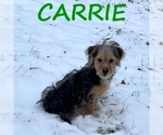 Image preview for Ad Listing. Nickname: Carrie