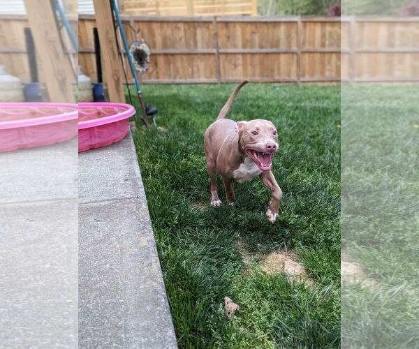 Medium Photo #15 American Staffordshire Terrier-Unknown Mix Puppy For Sale in Holly Springs, NC, USA