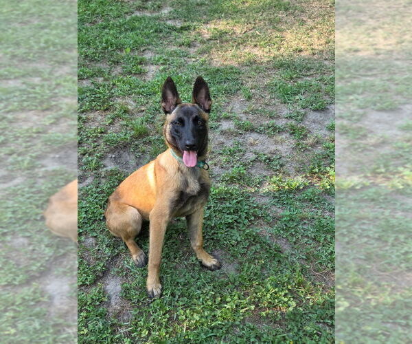 Medium Photo #3 Mutt Puppy For Sale in Imlay City, MI, USA
