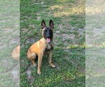 Small #2 Mutt