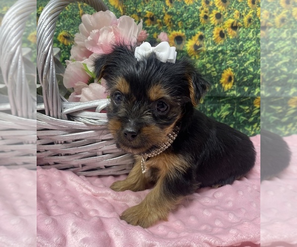 Medium Photo #3 Shorkie Tzu Puppy For Sale in SELLERSBURG, IN, USA