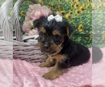 Small #2 Shorkie Tzu