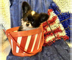 Image preview for Ad Listing. Nickname: AKC Marvel