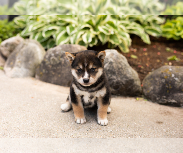Medium Photo #2 Shiba Inu Puppy For Sale in MILLERSBURG, IN, USA