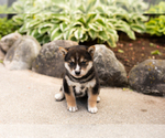 Small #1 Shiba Inu
