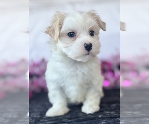 Maltese Puppy for sale in ROCK STREAM, NY, USA