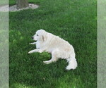 Small Photo #45 English Cream Golden Retriever Puppy For Sale in NORTHWOOD, OH, USA