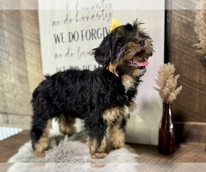 YorkiePoo Puppy for sale in NAPPANEE, IN, USA