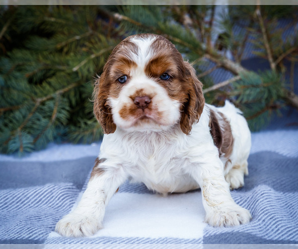 Medium Photo #7 Cocker Spaniel Puppy For Sale in WAKARUSA, IN, USA