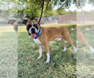 Boxer Dogs for adoption in Austin, TX, USA