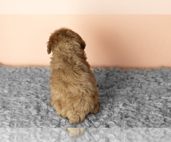 Medium Photo #4 Cavapoo mix (+ Poodle Miniature) Puppy For Sale in MILLERSBURG, IN, USA