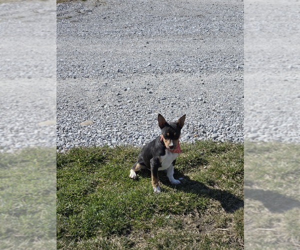 Medium Photo #5 Fox Terrier (Smooth)-Rat Terrier Mix Puppy For Sale in FRANCESVILLE, IN, USA