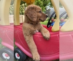Small Photo #6 Golden Retriever Puppy For Sale in LOUISBURG, NC, USA