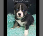Small Photo #27 Siberian Husky Puppy For Sale in BLOOMFIELD, IN, USA