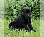 Small #4 Cane Corso