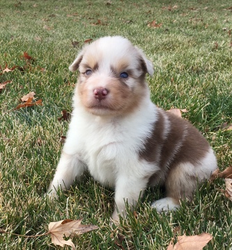 Medium Photo #10 Australian Shepherd Puppy For Sale in ROBERTS, IL, USA