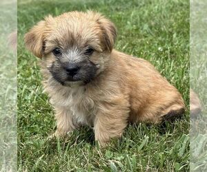Morkie Puppy for sale in WILLIAMSBURG, IN, USA