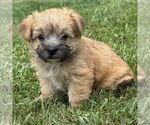Small Morkie