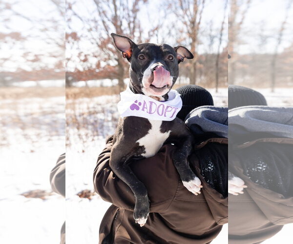 Medium Photo #8 Mutt Puppy For Sale in Crete, IL, USA
