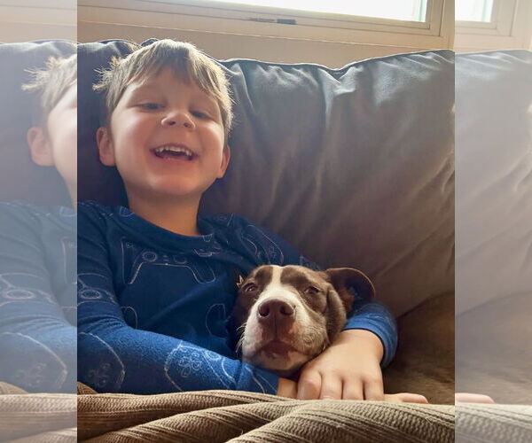 Medium Photo #4 Collie-Unknown Mix Puppy For Sale in Mount Laurel, NJ, USA