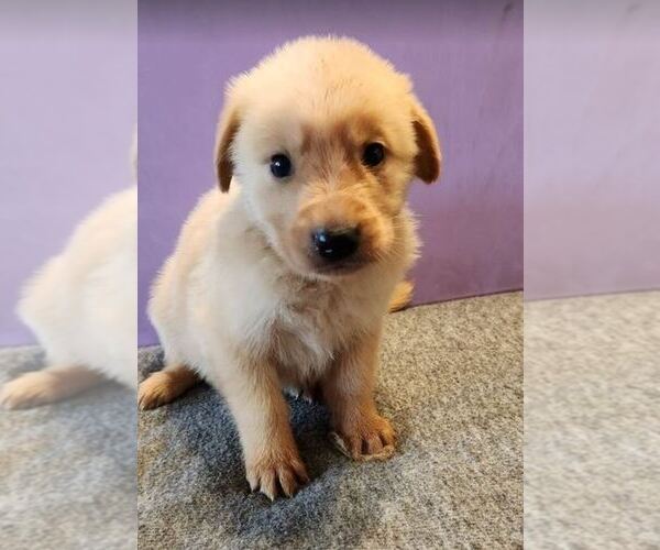 Medium Photo #1 German Shepherd Dog-Golden Retriever Mix Puppy For Sale in MODESTO, CA, USA