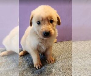 German Shepherd Dog-Golden Retriever Mix Puppy for sale in MODESTO, CA, USA