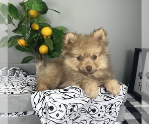 Pomeranian Puppy for Sale in FRANKLIN, Indiana USA