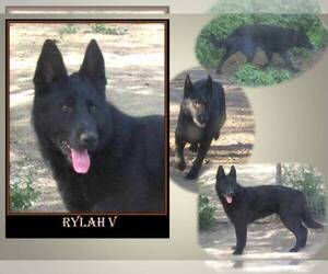 German Shepherd Dog Puppy for sale in GOLDENDALE, WA, USA