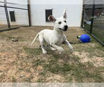 Small #17 Anatolian Shepherd-Labrador Retriever Mix