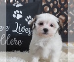 Small #1 Zuchon