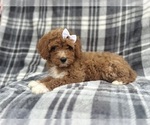 Small Cavapoo