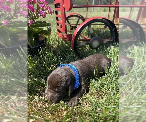 Medium Photo #1 Labrador Retriever Puppy For Sale in NEOLA, WV, USA