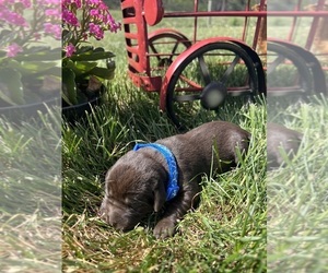 Labrador Retriever Puppy for sale in NEOLA, WV, USA